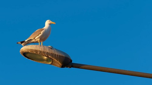 A resting seagull on a street lamp against the clear blue sky during the golden hour, Gythio, Mani,