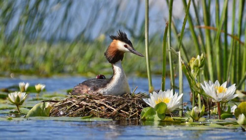 Ai generated, animal, animals, bird, birds, biotope, habitat, a, individual, swims, waters, reeds,