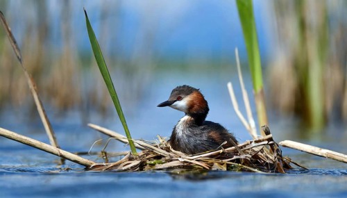 Ai generated, animal, animals, bird, birds, biotope, habitat, a, individual, swims, waters, reeds,