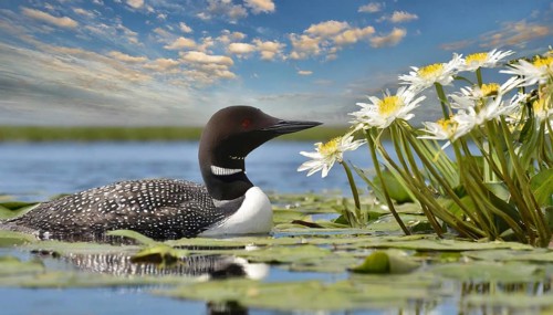 Ai generated, animal, animals, bird, birds, biotope, habitat, a, individual, swims, waters, breeds,