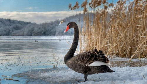 KI generated, animal, animals, bird, birds, biotope, habitat, one, individual, water, reed, blue