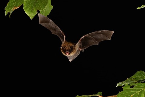 Brandt's bat (Myotis brandtii) in flight, Lower Saxony, Germany, Europe