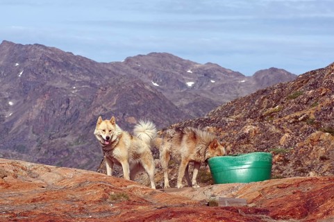 Chained sled dogs in a rugged mountain landscape, Sisimuit, Greenland, Denmark, North America
