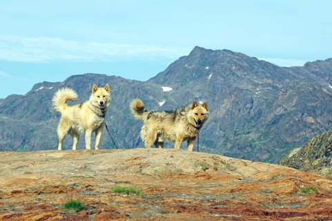 Chained sled dogs in a rugged mountain landscape, Sisimuit, Greenland, Denmark, North America