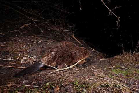 European beaver (Castor fiber) at the beaver lodge in winter, Thuringia, Germany, Europe