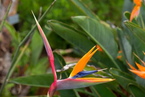 Flowering strelitzias (Strelitzia), Botanical Garden, Erlangen, Middle Franconia, Bavaria, Germany,