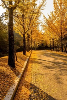 Two lane road lined with trees in yellow fall colors with leaves covering the street and hillside