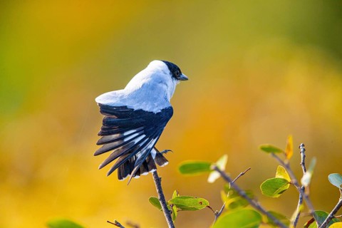 Black-crowned Tityra (Tityra inquisitor inquisitor) Pantanal Brazil