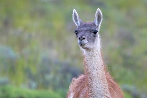 Guanaco (Llama guanicoe), Huanaco, adult, animal portrait, Torres del Paine National Park,