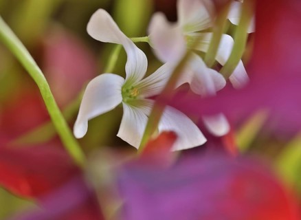 White flower of purple wood sorrel (Rhizome Oxalis) between purple leaves and green leaf stalks,