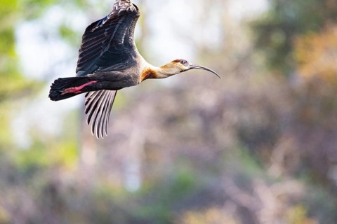 White-necked Ibis (Theristicus caudatus hyperorius) Pantanal Brazil