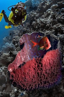 Composing, diver and fish, barrel sponge (Xestospongia testudinaria), Wakatobi Dive Resort,
