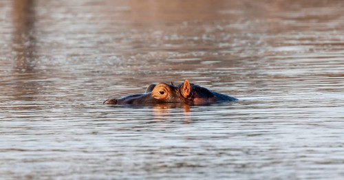 Hippopotamus (Hippopatamus amphibius) in the water at sunset with reflection, adult, animal