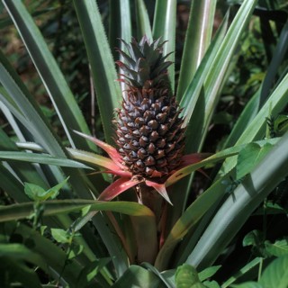 Seychelles, Flora, Pineapple, Africa