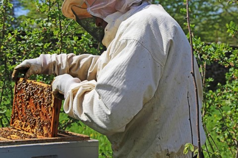 Beekeeper works on his hive