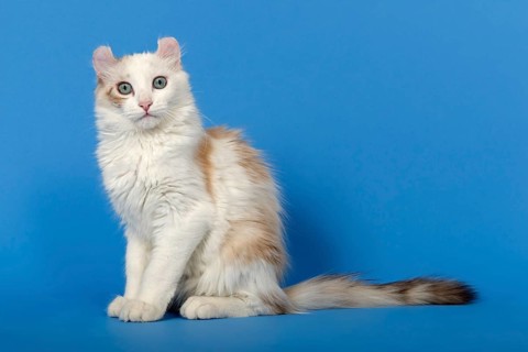 American-Curl kitten, age 17 weeks, colour seal torbie point with white, sitting, eye contact,