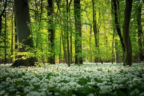 A deciduous forest with white flowering ramson (Allium ursinum) in spring in the evening sun.
