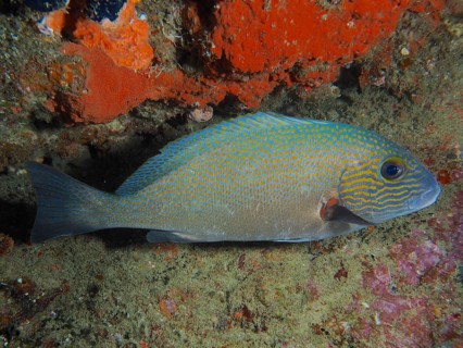 Orange spotted sweetlips (Plectorhinchus flavomaculatus) Dive site Sodwana Bay National Park,