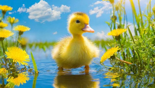 KI generated, animal, animals, bird, birds, biotope, habitat, one, single animal, foraging,