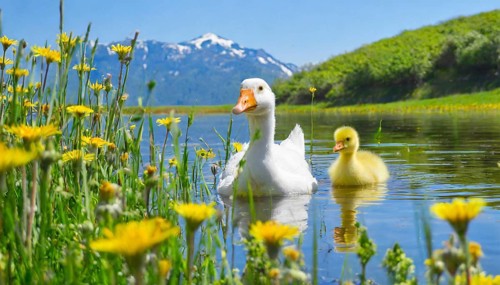 AI generated, animal, animals, bird, birds, biotope, habitat, one, individual, foraging, wildlife,