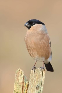 Eurasian bullfinch (Pyrrhula pyrrhula), female, sitting on old picket fence, Wildlife, Animals,