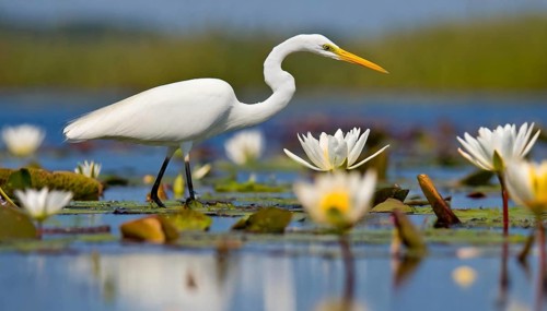 KI generated, animal, animals, bird, birds, biotope, habitat, one, individual, water, reeds, water