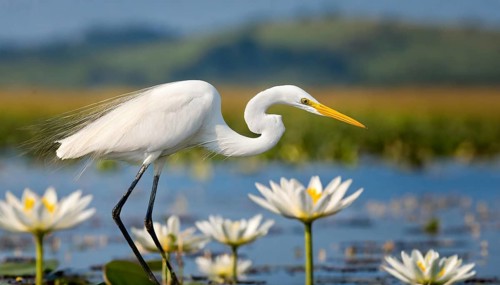 KI generated, animal, animals, bird, birds, biotope, habitat, one, individual, water, reeds, water