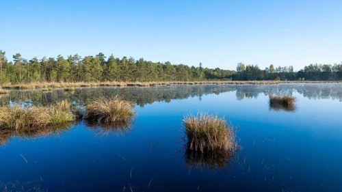Moorland landscape, renaturalised, peat-covered moorland, Grosses Moor nature reserve, Lower