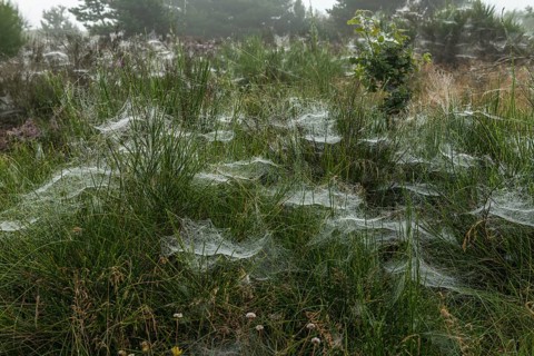 Early morning heath landscape in fog with spider webs and dew, Blabjerg Plantage, Henne Kirkeby,