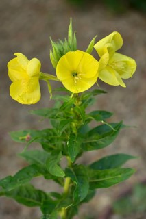 Flowering evening primrose (Oenothera biennis), Bavaria, Germany, Europe
