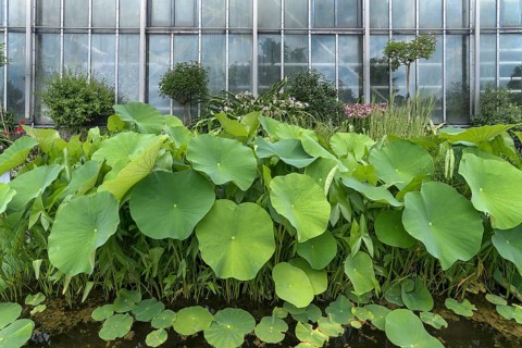 Leaves of the lotus (Nelumbo), Botanical Garden, Erlangen, Middle Franconia, Bavaria, Germany,