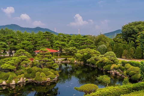 Koi swimming in pond at beautifully manicured park with electrical towers on mountain top in
