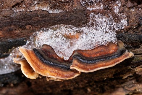 Butterfly stramete zonal light brown and blue fruiting bodies next to each other on tree trunk with