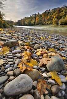 Yellow maple leaves lie on grey stones on the banks of a river in autumn, in the background a