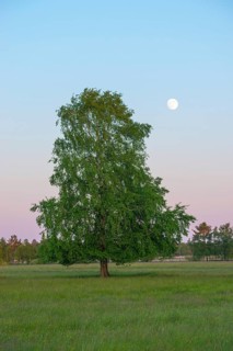 Meadow with solitary sand birch (Betula pendula) or sand birch or silver birch or silver birch or