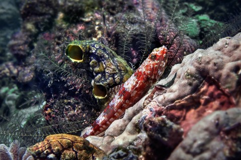 Lizardfish (Synodus capricornis), and sea squirt (Ascidiae or Ascidiacea), Wakatobi Dive Resort,