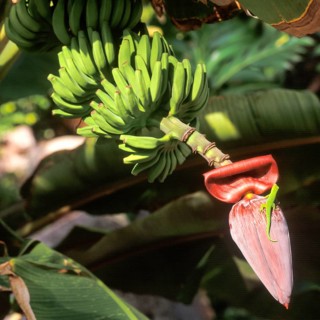 Seychelles, green gecko on a banana blossom, Africa