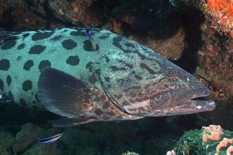 Potato grouper (Epinephelus tukula) and cleaner fish. Dive site Sodwana Bay National Park,