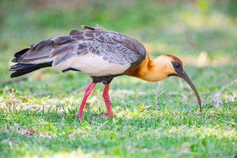 White-necked Ibis (Theristicus caudatus hyperorius) Pantanal Brazil