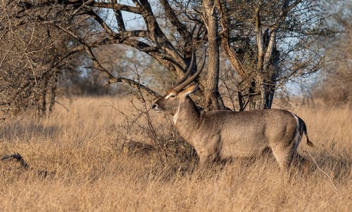 Ellipsen waterbuck (Kobus ellipsiprymnus), adult male, standing in dry grass, Kruger National Park,