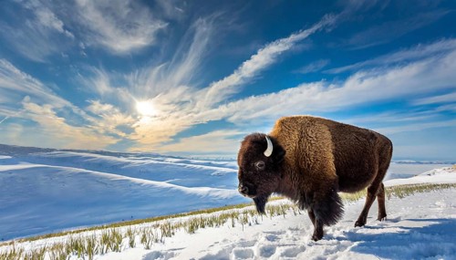 AI generated, animal, animals, mammal, mammals, biotope, habitat, one, individual animal, foraging,