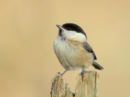 Willow Tit (Parus montanus), Sits on an old picket fence, Wildlife, Animals, Birds, Siegerland,