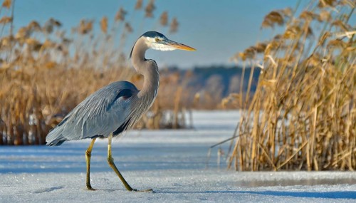 KI generated, animal, animals, bird, birds, biotope, habitat, one, individual, water, reed, winter,