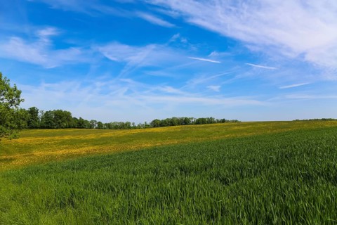 Meadow, green grasses, landscape, summer mood, blue sky, clouds, nature near Neidlingen, Swabian
