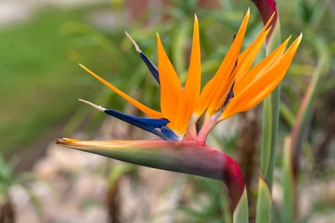 Flowering strelitzias (Strelitzia), Botanical Garden, Erlangen, Middle Franconia, Bavaria, Germany,