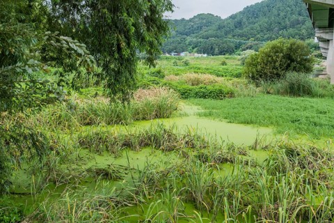 Algae covered water with tall reeds and grasses in marsh next to river under concrete bridge in