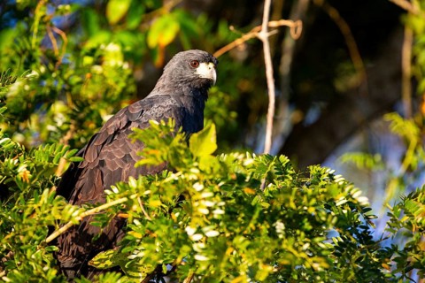 Black buzzard (Buteogallus urubutinga) Pantanal Brazil