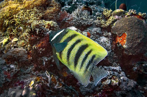 Sixband angelfish (Pomacanthus sexstriatus), Wakatobi Dive Resort, Sulawesi, Indonesia, Asia