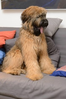 Briard, young, 9Moate old, on sofa