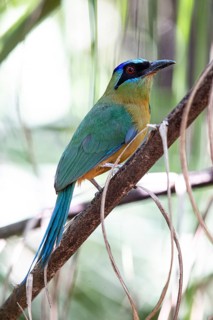 Blue-crowned motmot (Momotus momota) Pantanal Brazil